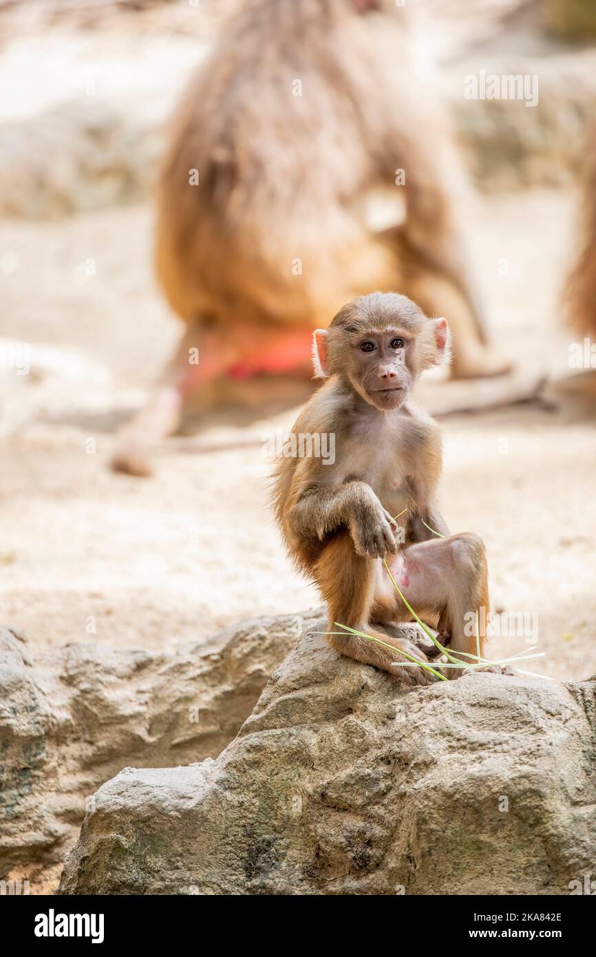 Un jeune babouin Hamadryas (Papio hamadryas) est assis sur le rocher. C'est une espèce de babouin de la famille des singes de l'ancien monde. Banque D'Images