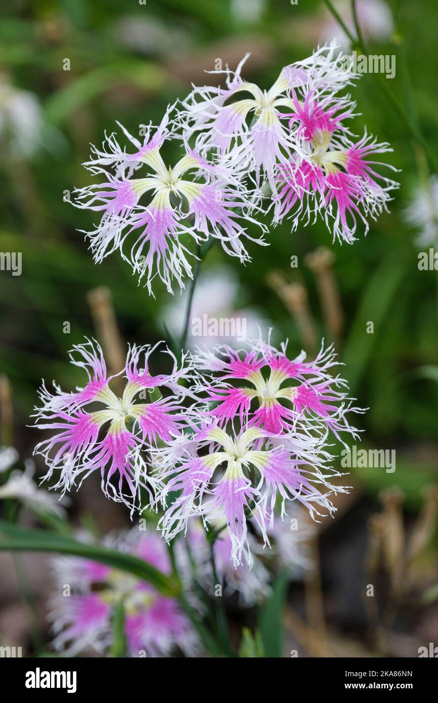Dianthus Loveliness arc-en-ciel, Loveliness arc-en-ciel rose jardin, fleurs multicolores à franges profondes Banque D'Images