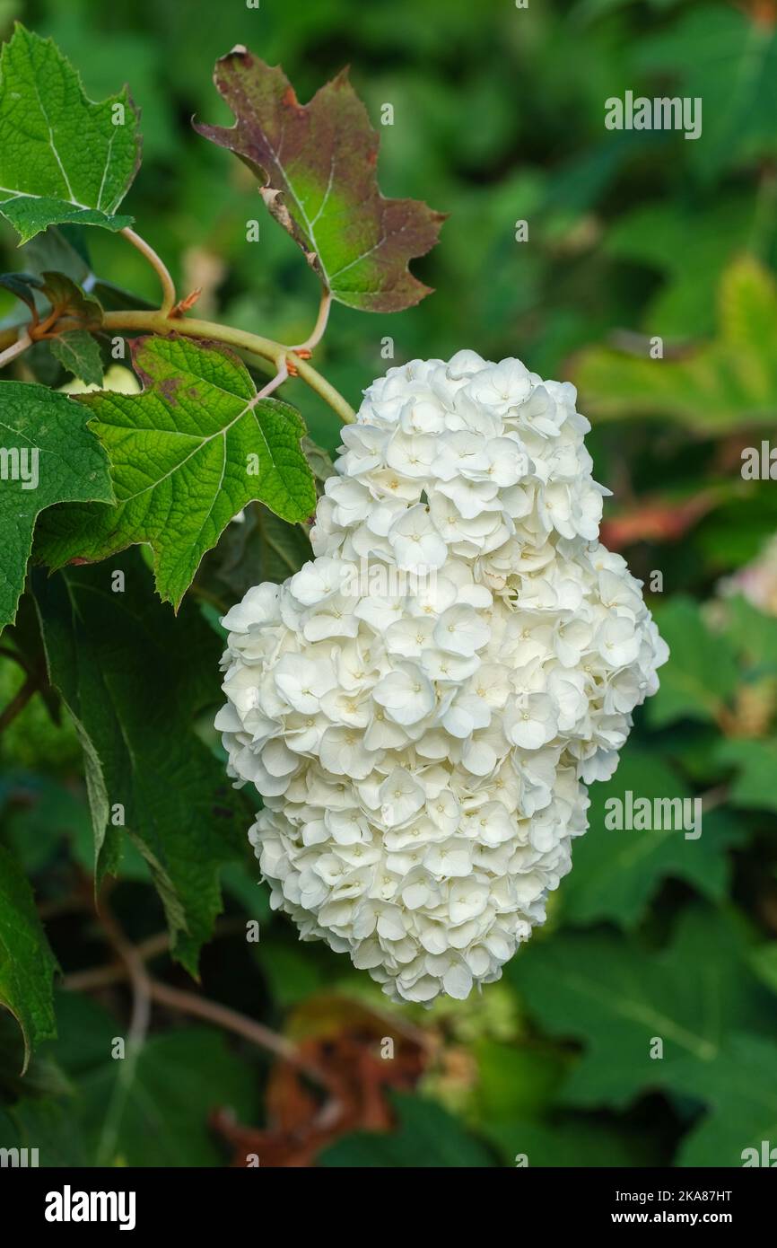 hydrangea quercifolia harmonie, grandes panicules coniques de blanc crémeux, double fleurs stériles, deviennent roses avec l'âge Banque D'Images