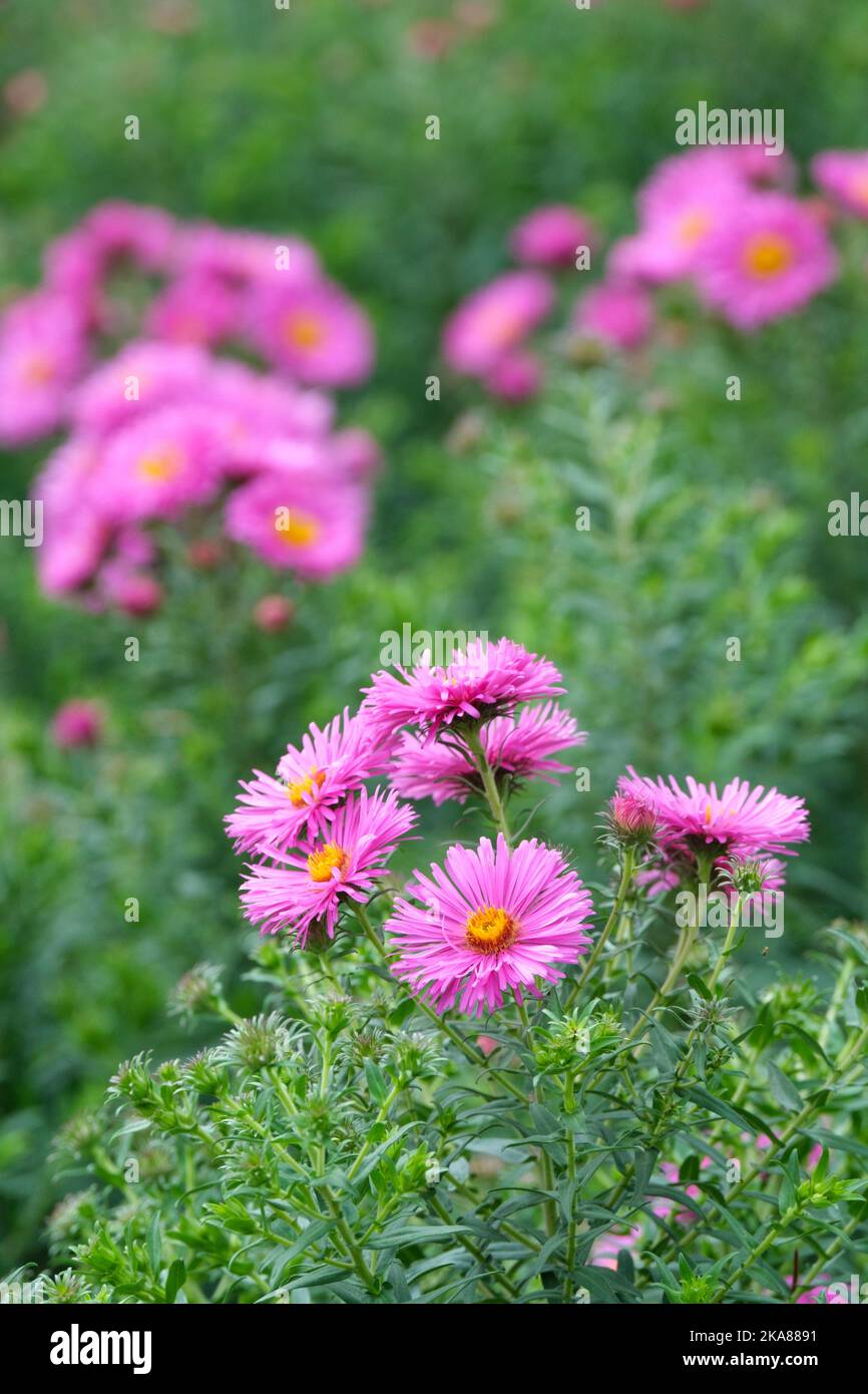 Aster novae-angliae Barr's Pink, Nouvelle-Angleterre aster Barr's Pink. Têtes de fleurs herbacées vivaces, semi-doubles roses, avec disques jaunes dorés centraux Banque D'Images