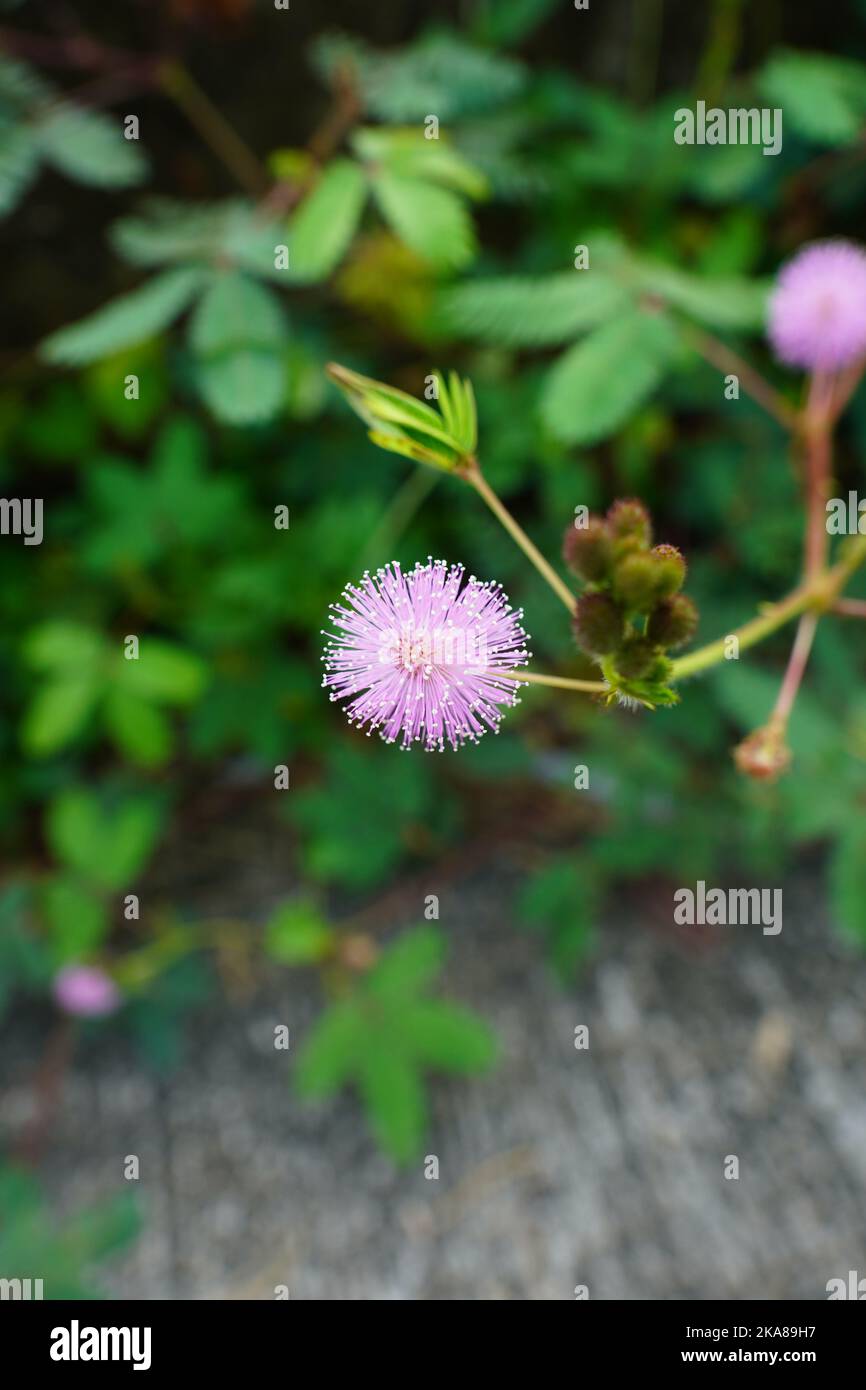Un gros plan d'une fleur Mimosa Pudica par temps ensoleillé dans un jardin avec un arrière-plan flou Banque D'Images