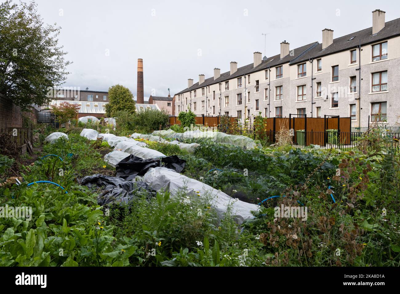 The Wash House Garden, jardin communautaire de marché urbain biologique offrant des ateliers comprenant des ateliers d'économie de semences, Parkhead, Glasgow, Écosse, Royaume-Uni Banque D'Images