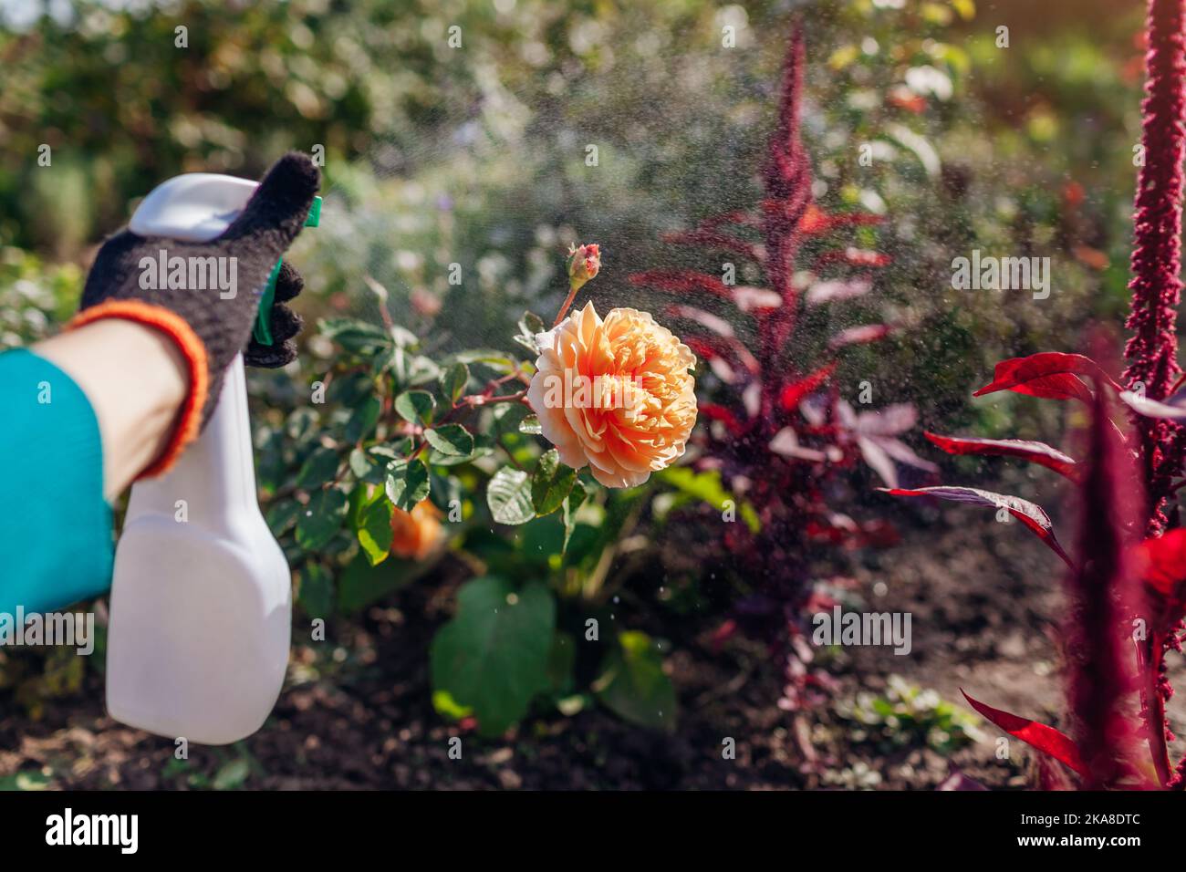 Protection des arbustes contre les champignons. Le jardinier vaporise des roses avec un fongicide dans le jardin d'automne. Prévention et traitement des maladies Banque D'Images