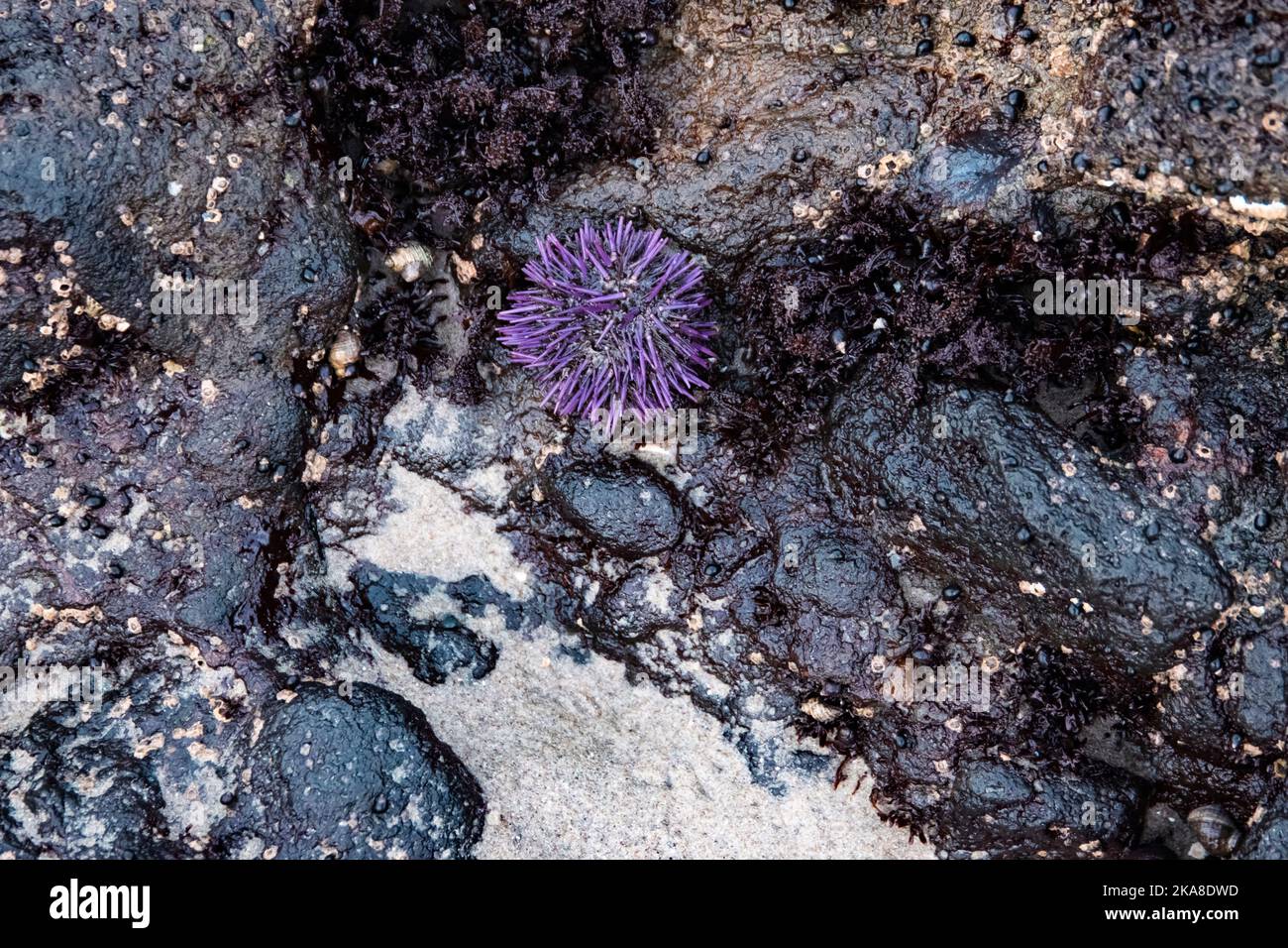 Le matin, des bassins de marée le long de la côte de l'Oregon, avec de l'eau cristalline et de petits animaux marins et plantes. Banque D'Images