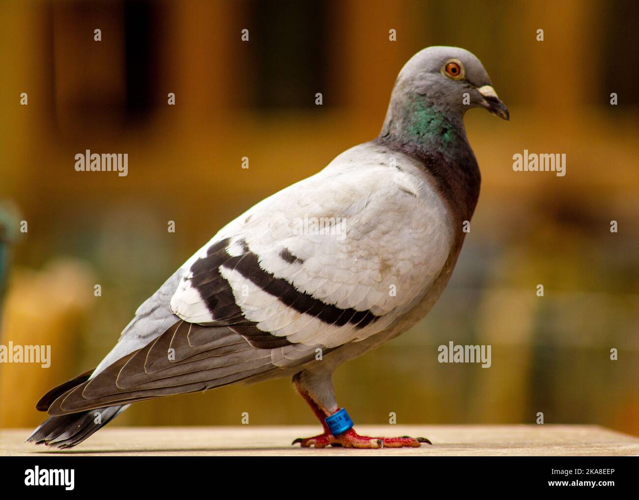 Un portrait d'un pigeon annelé dans un arrière-plan flou Banque D'Images