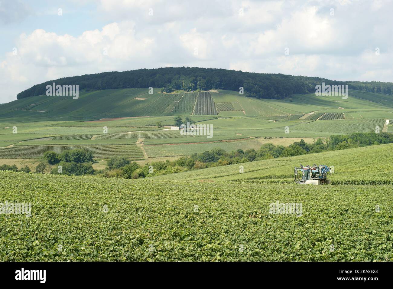 Paysage verdoyant sur les célèbres vignobles de Champaign dans la Marne, France en été Banque D'Images