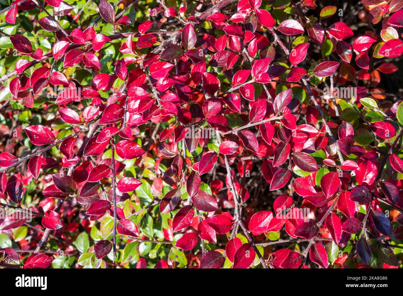 Feuilles de cotoneaster rouges en automne. Banque D'Images