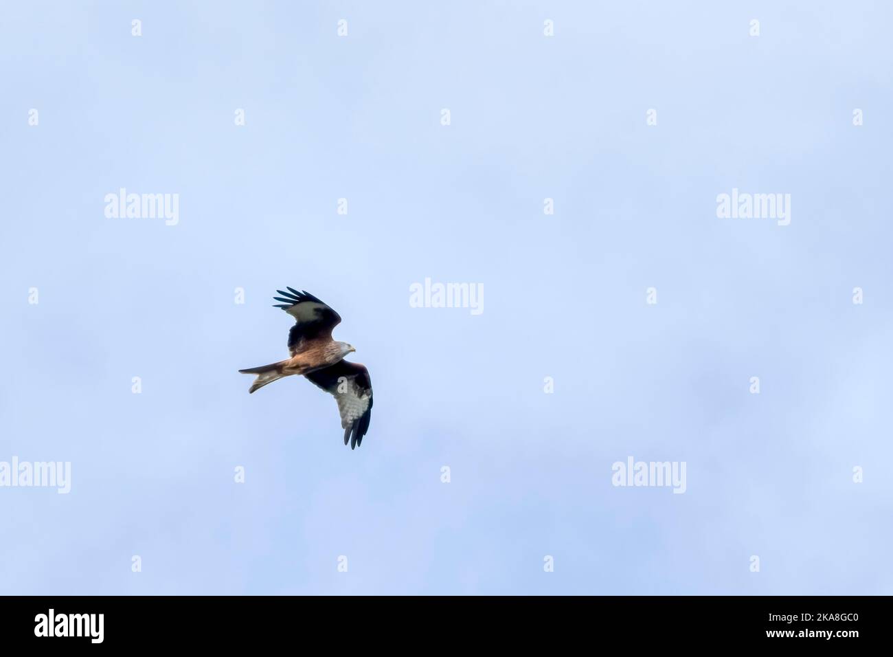 Cerf-volant, Milvus milvus, volant au-dessus de Norfolk. Banque D'Images