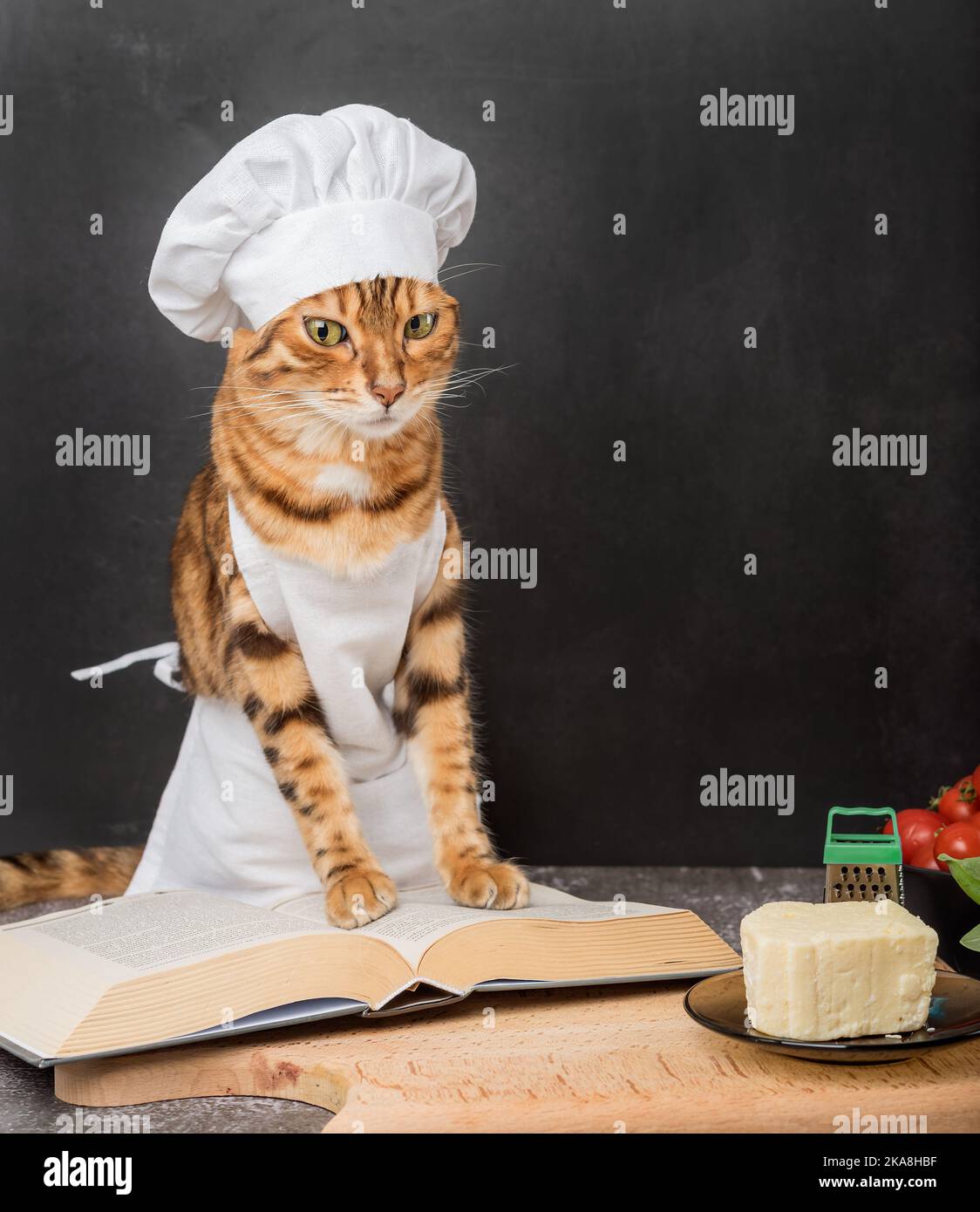 Un jeune chat domestique dans un tablier lit un livre de recettes sur un fond sombre. Banque D'Images