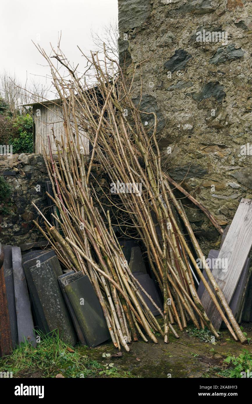 bâtonnets de noisette fraîchement coupés et triés placés sur un côté pour servir de poteaux de haricots et de plantes au printemps. Hazel ne se maintient pas bien, il faut donc l'utiliser Banque D'Images