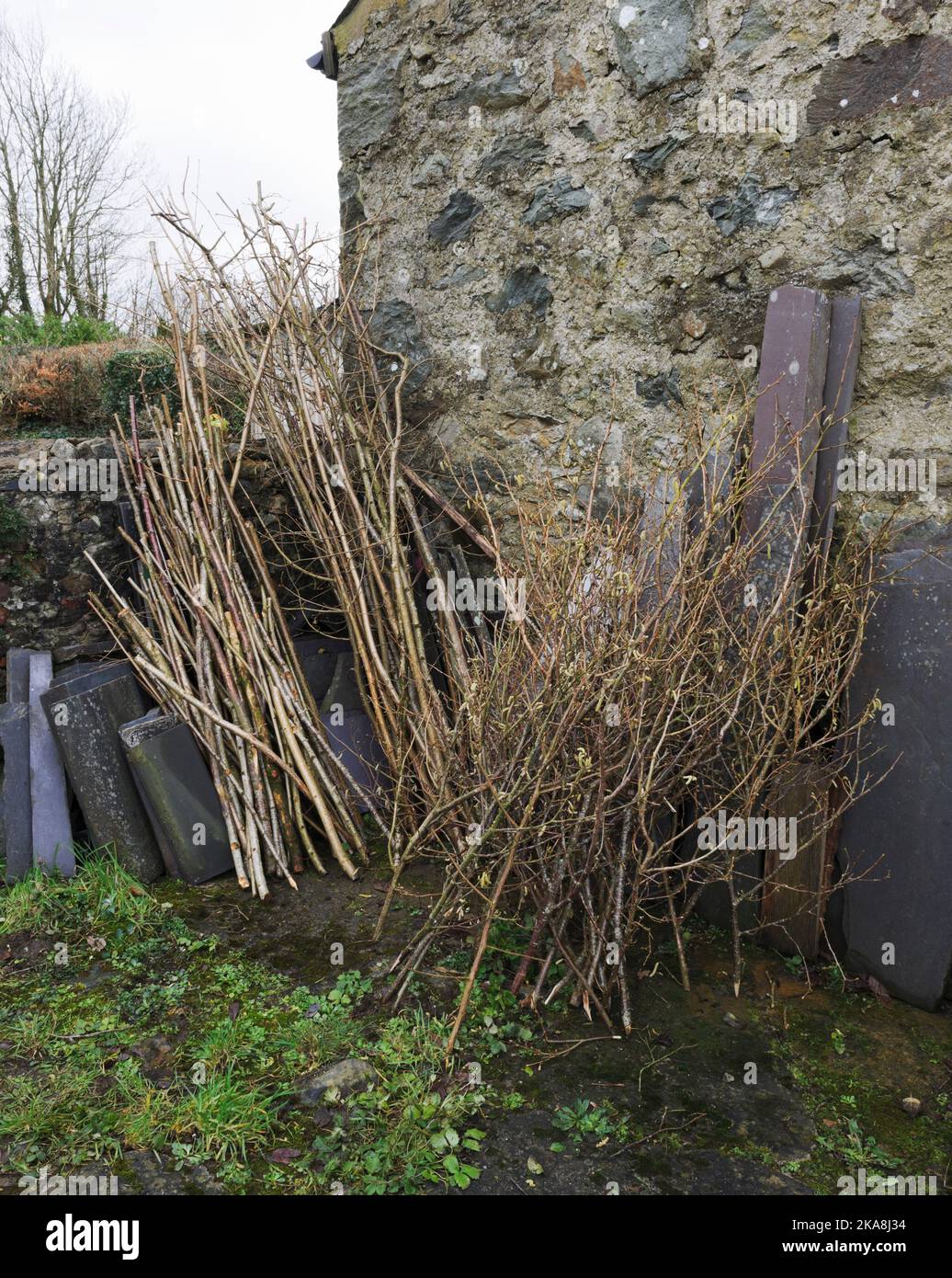 bâtonnets de haricots, bâtons de soutien de plantes et supports de fleurs vivaces broussailleuses coupés de coppice de noisette en hiver, entreposés pour utilisation au printemps . fraîchement coupés (hiver Banque D'Images