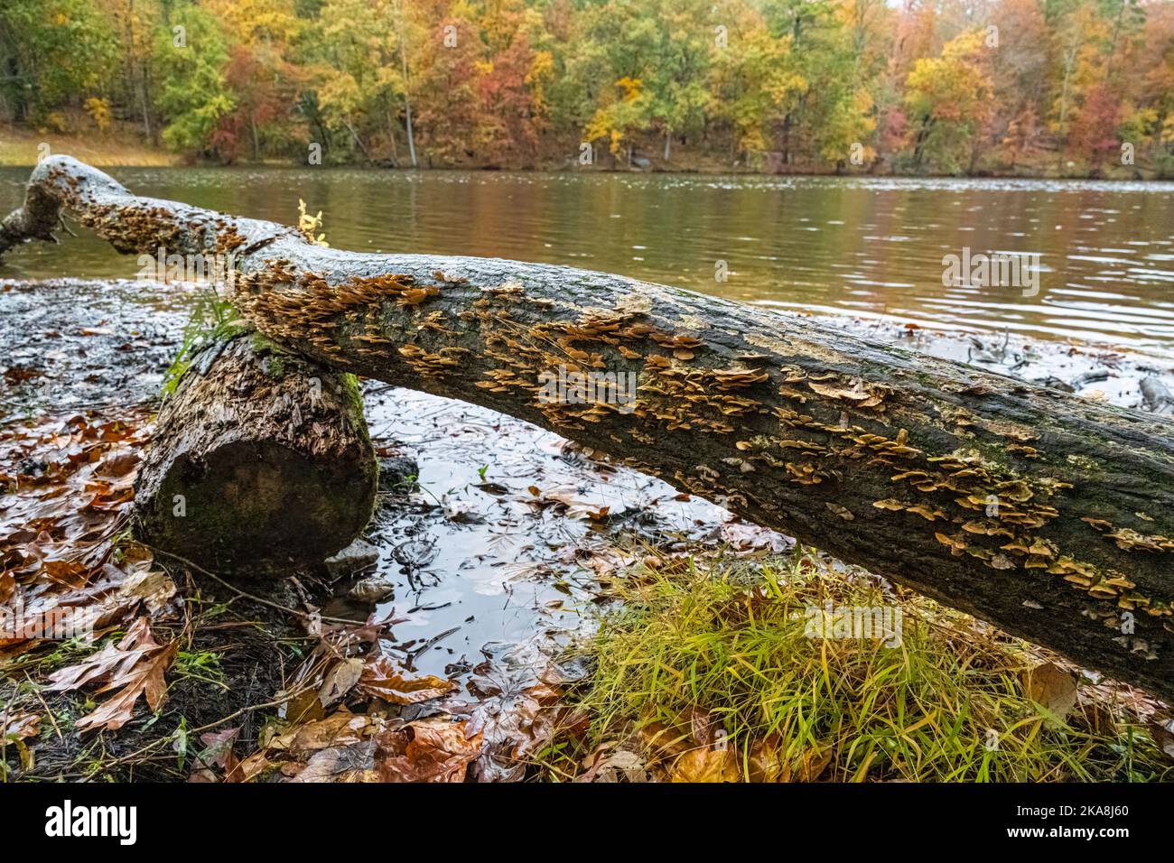 Vue sur l'automne depuis un sentier au bord du lac au Stone Mountain Park près d'Atlanta, Géorgie. (ÉTATS-UNIS) Banque D'Images