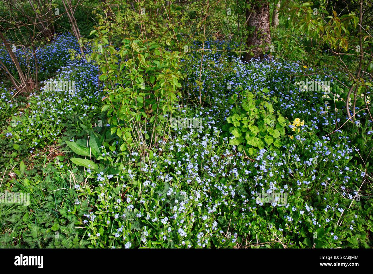 Des fleurs sauvages et des escapades de jardin s'épanouissent ensemble dans un endroit ensoleillé au bord des bois. Banque D'Images