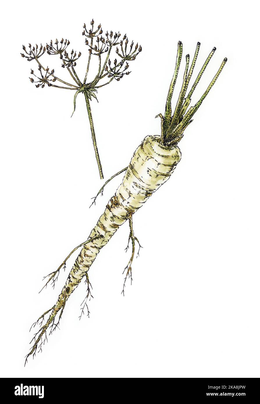 Racine de persil (Petroselinum crispum) et fruits. Encre et aquarelle sur papier. Banque D'Images