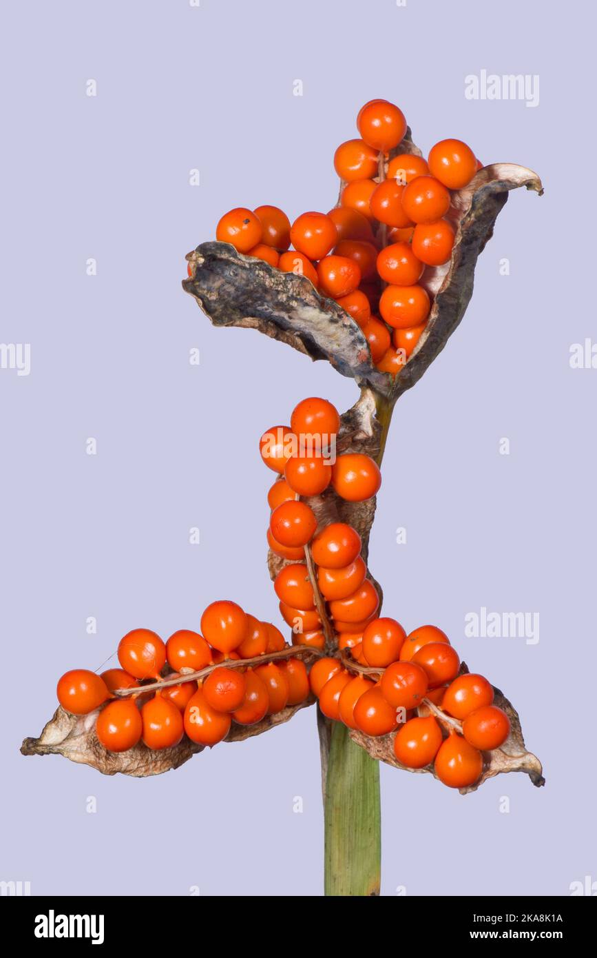 Graines d'orange de l'iris stince, de la plante de rôti de boeuf, du gladon, de l'iris gladwin (Iris foetidissima) dans un cas de graines ouvert à l'automne, berkshire, octobre Banque D'Images