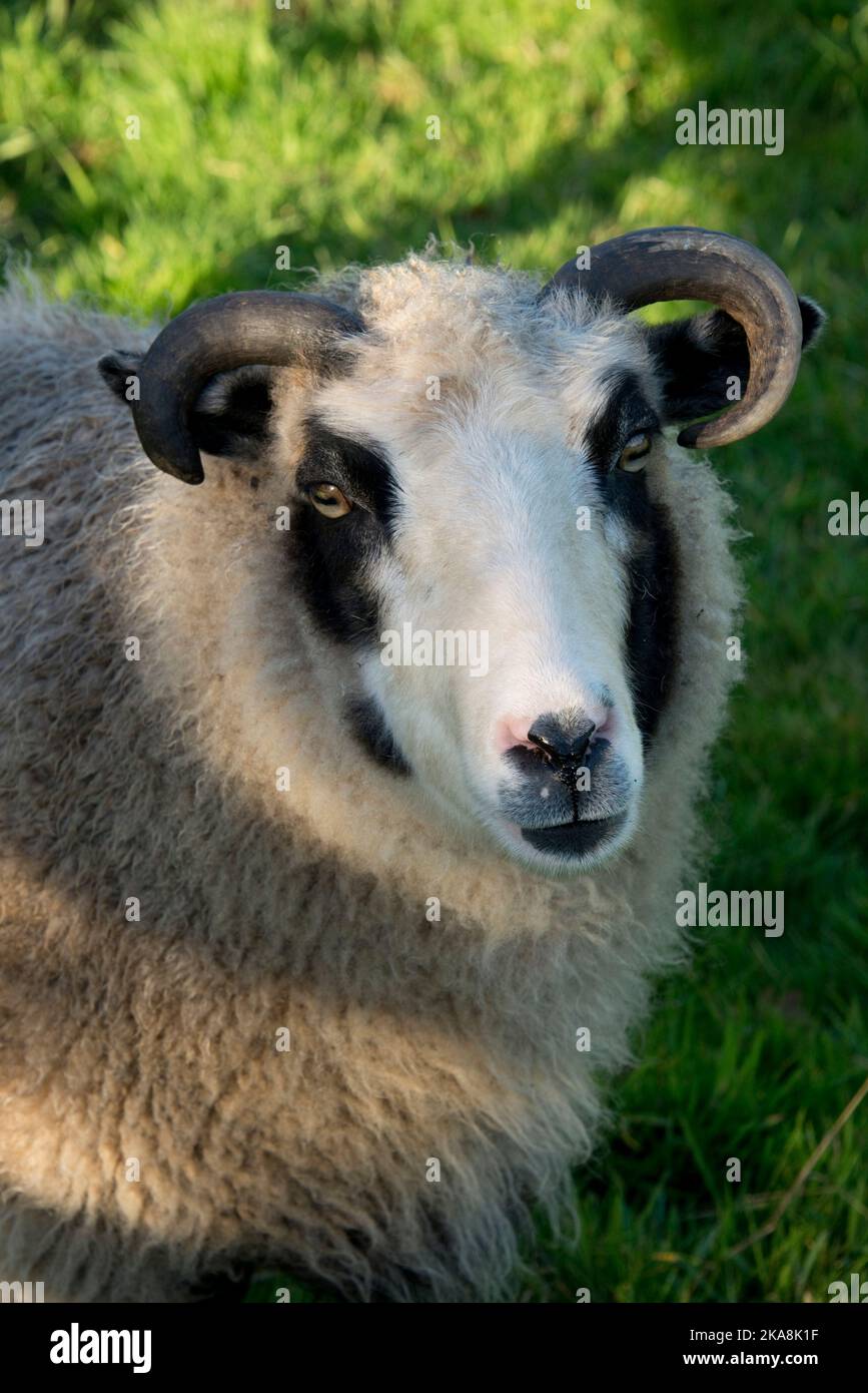Un mouflon de Shetland animal de compagnie plenterre avec des cornes et le visage noir et blanc sur un enclos d'herbe un après-midi d'automne, Berkshire, octobre Banque D'Images