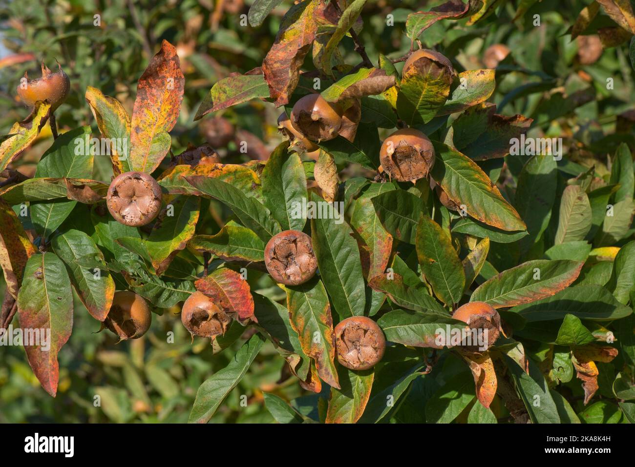 Médlar mature (Mespilus germanica) fruit complet, qui est émouté avant d'utiliser, sur l'arbre avec des feuilles en couleur d'automne, Berkshire, octobre Banque D'Images