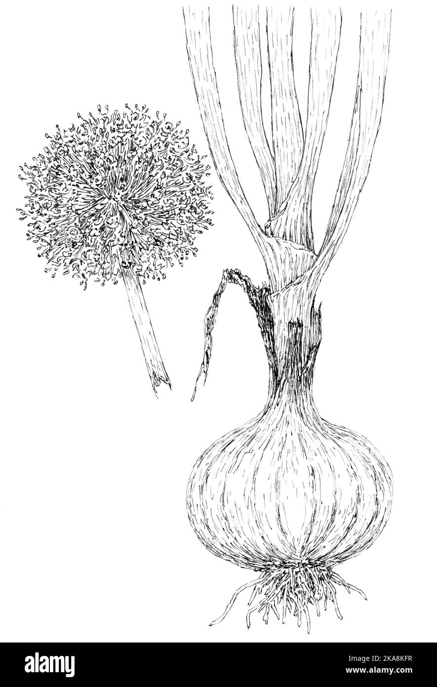 Dessin botanique d'oignon (Allium cesp). Encre sur papier. Banque D'Images