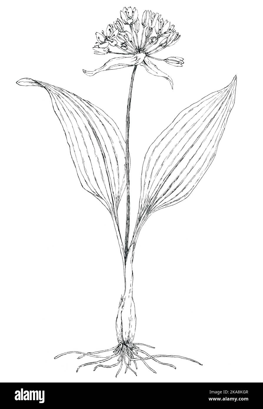 Dessin botanique d'ail sauvage (Allium ursinum). Encre sur papier. Banque D'Images