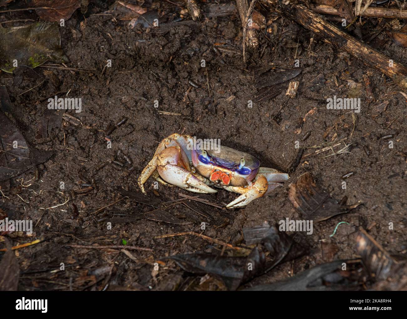 Crabe sans moufle ou Jack-O-Lantern : Gecarcinus quadratus. Costa Rica. Banque D'Images