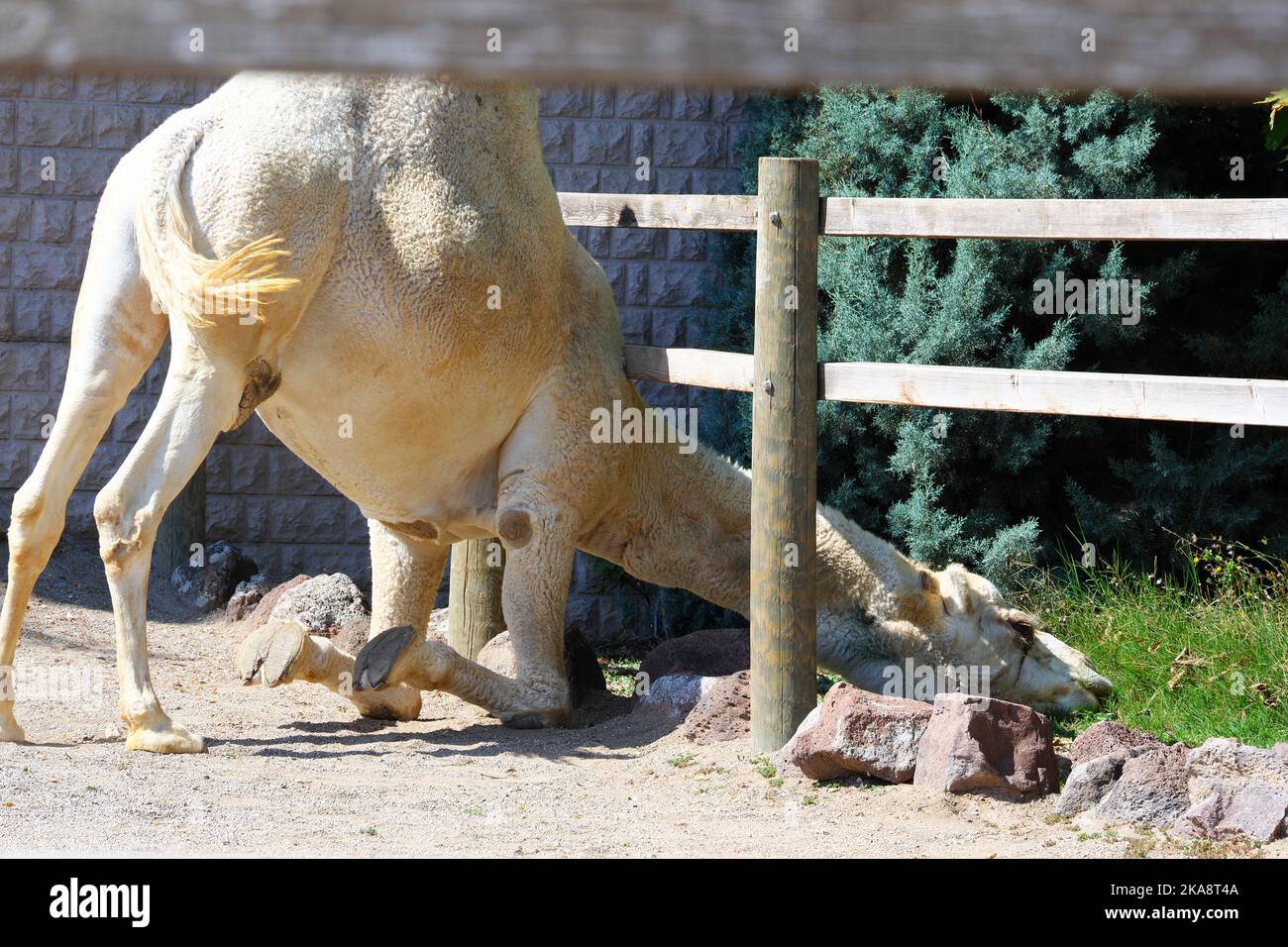 Chameau au zoo en plein air par une journée ensoleillée Banque D'Images