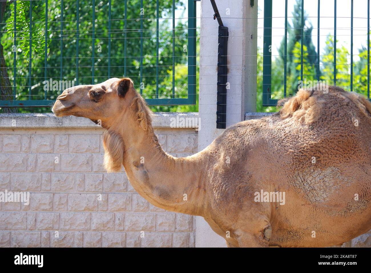 Chameau au zoo en plein air par une journée ensoleillée Banque D'Images