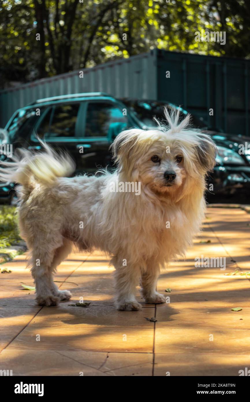 Un gros plan vertical des Havanais, un chien de type bichon dans la cour contre la voiture noire. Banque D'Images