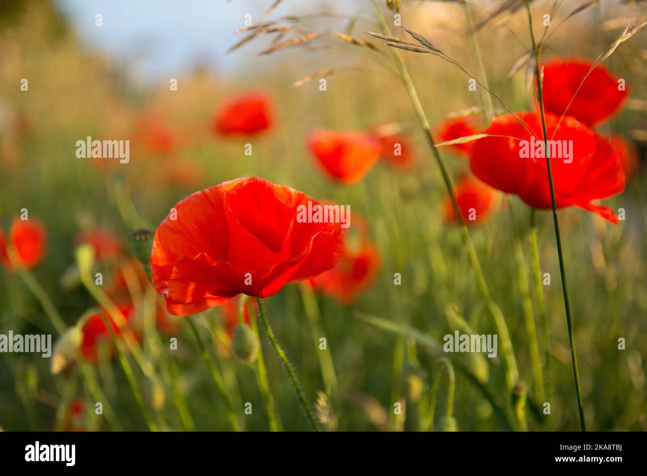 Fleurs de pavot rouge sur un pré Banque D'Images