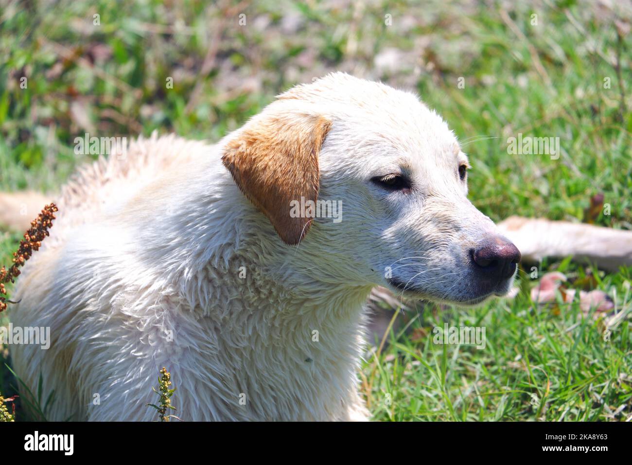 Chiens dans la nature lors d'une journée ensoleillée d'été Banque D'Images