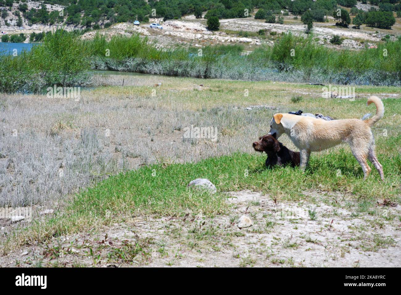 Chiens dans la nature lors d'une journée ensoleillée d'été Banque D'Images