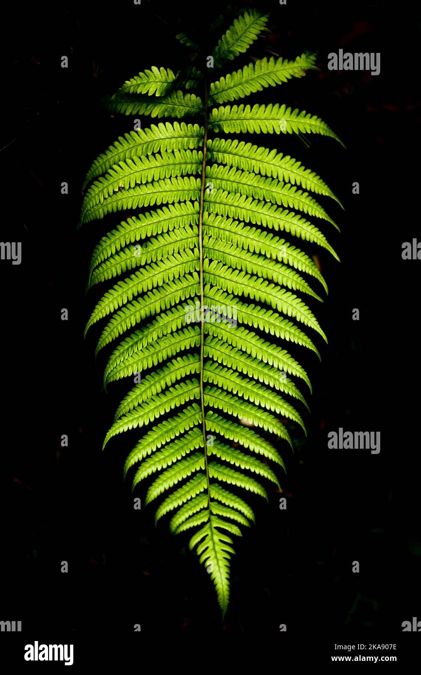 Un cliché vertical de feuilles de fougères sur fond sombre Banque D'Images