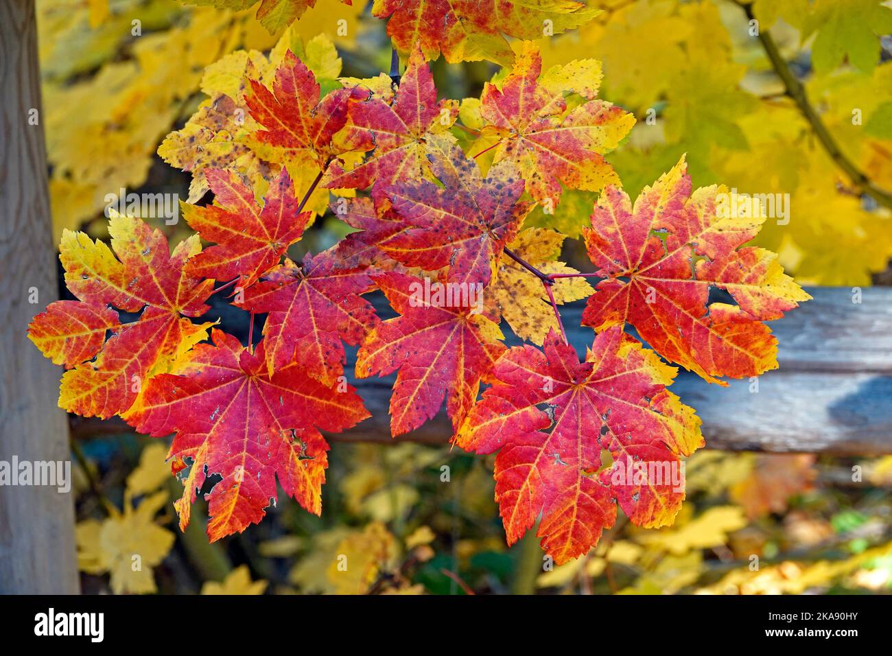 Une belle branche de feuilles d'un érable de vigne dans les montagnes Cascade du centre de l'Oregon, en octobre. Banque D'Images