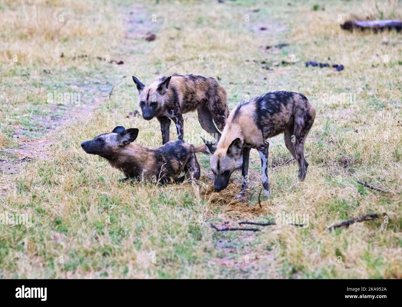 Chiens sauvages africains, Lycaon Pictus, alias chien peint ou chien de chasse au Cap, une espèce en voie de disparition; trois adultes, réserve de gibier de Moremi, Botswana Afrique Banque D'Images Chiens sauvages africains, Lycaon Pictus, alias chien peint ou chien de chasse au Cap, une espèce en voie de disparition; trois adultes, réserve de gibier de Moremi, Botswana Afrique Banque D'Images