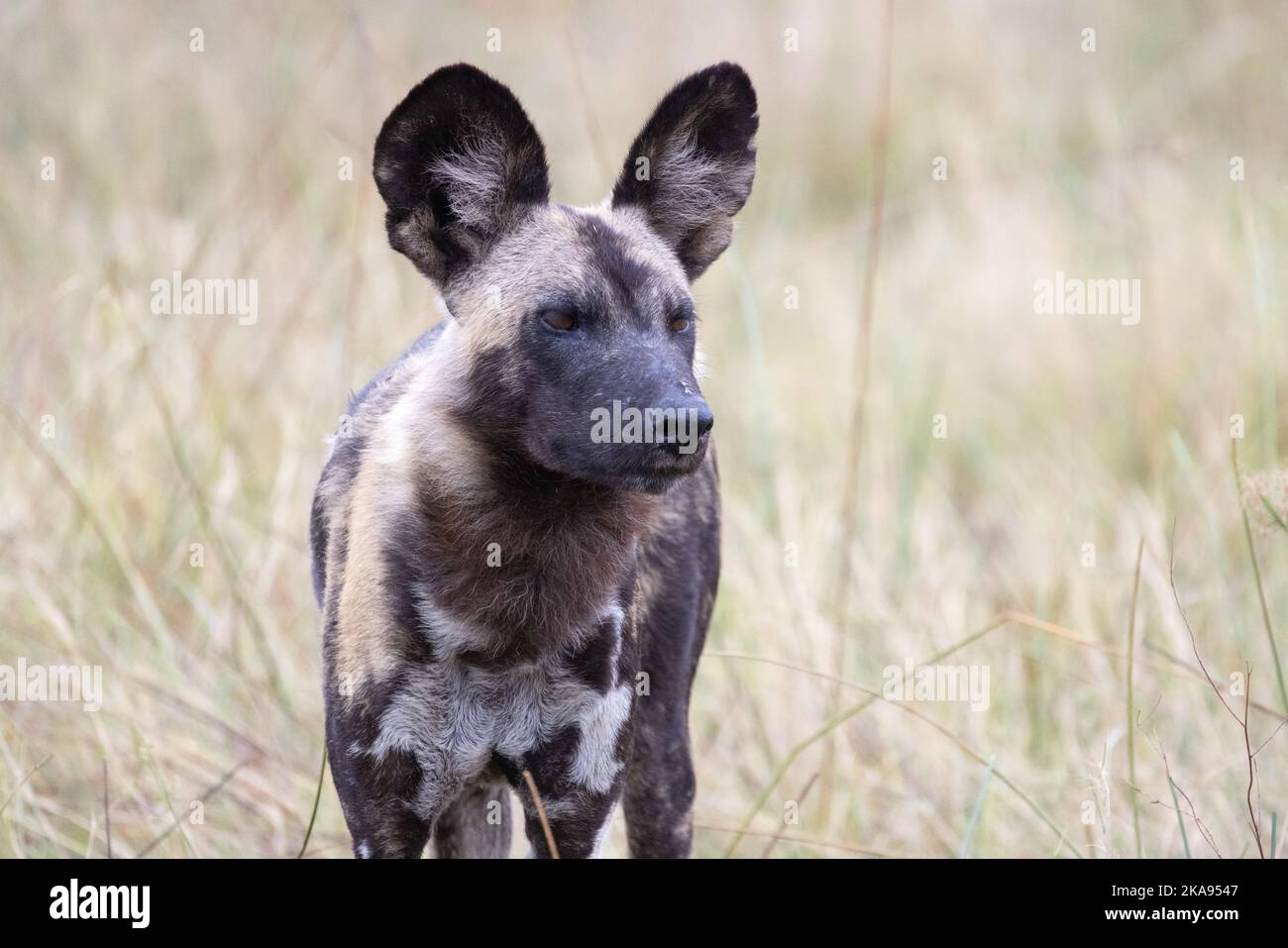 Chien sauvage africain, Lycaon Pictus, ou chien peint ou chien de chasse au Cap, une espèce en voie de disparition; un adulte, réserve de gibier de Moremi, Botswana Afrique Banque D'Images Chien sauvage africain, Lycaon Pictus, ou chien peint ou chien de chasse au Cap, une espèce en voie de disparition; un adulte, réserve de gibier de Moremi, Botswana Afrique Banque D'Images