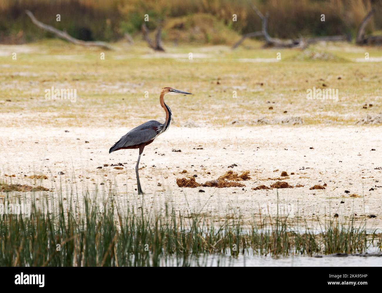 Oiseaux D Afrique Goliath Heron Ardea Goliath Alias Heron G ant oiseaux-d-afrique-goliath-heron-ardea-goliath-alias-heron-g-ant