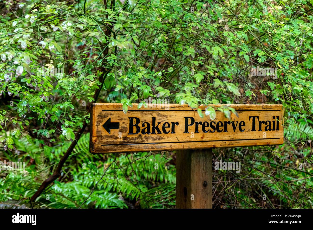 Baker Preserve Trail, Lummi Island, Washington, États-Unis; San Juan Islands Banque D'Images