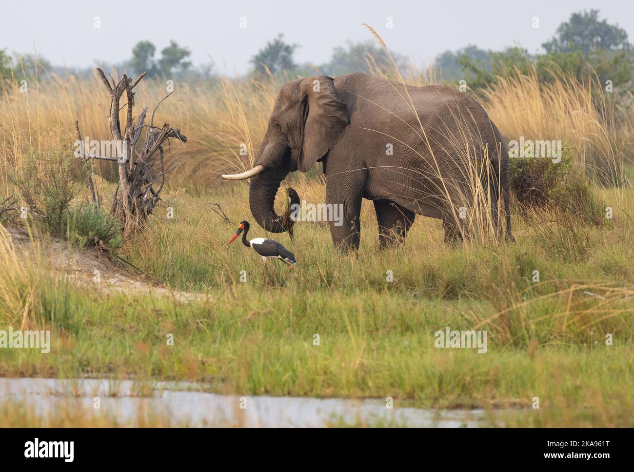 Faune du Botswana; éléphant d'Afrique, Loxodonta africana, et Saddle Bleed Stork, Ephippiorhynchus senegalensis, scène du delta de l'Okavango, Afrique du Botswana Banque D'Images
