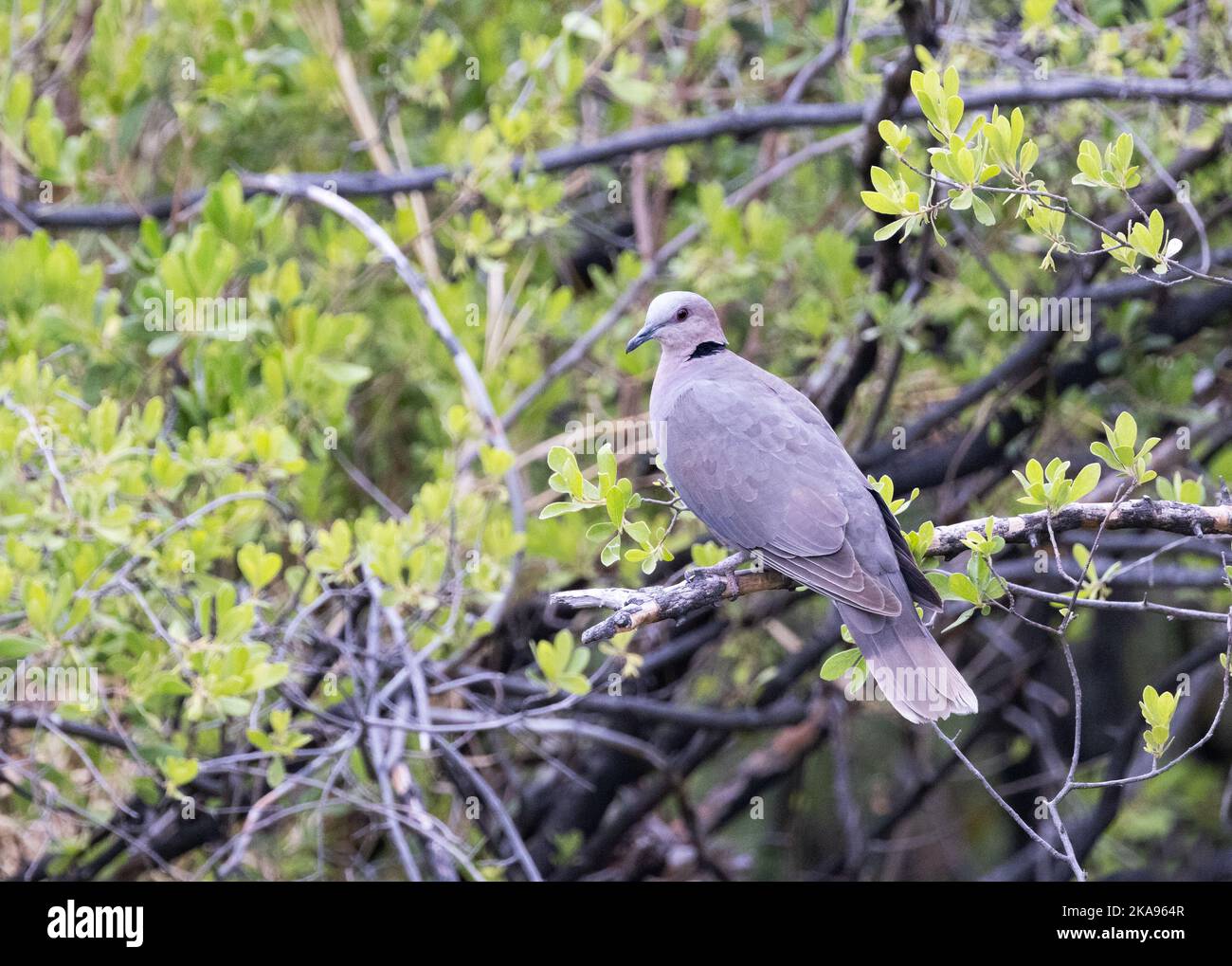 Dove à yeux rouges, Streptopelia semitorquata, un oiseau adulte perché dans un arbre, Okavango Delta Botswana Africa. Oiseaux africains Banque D'Images
