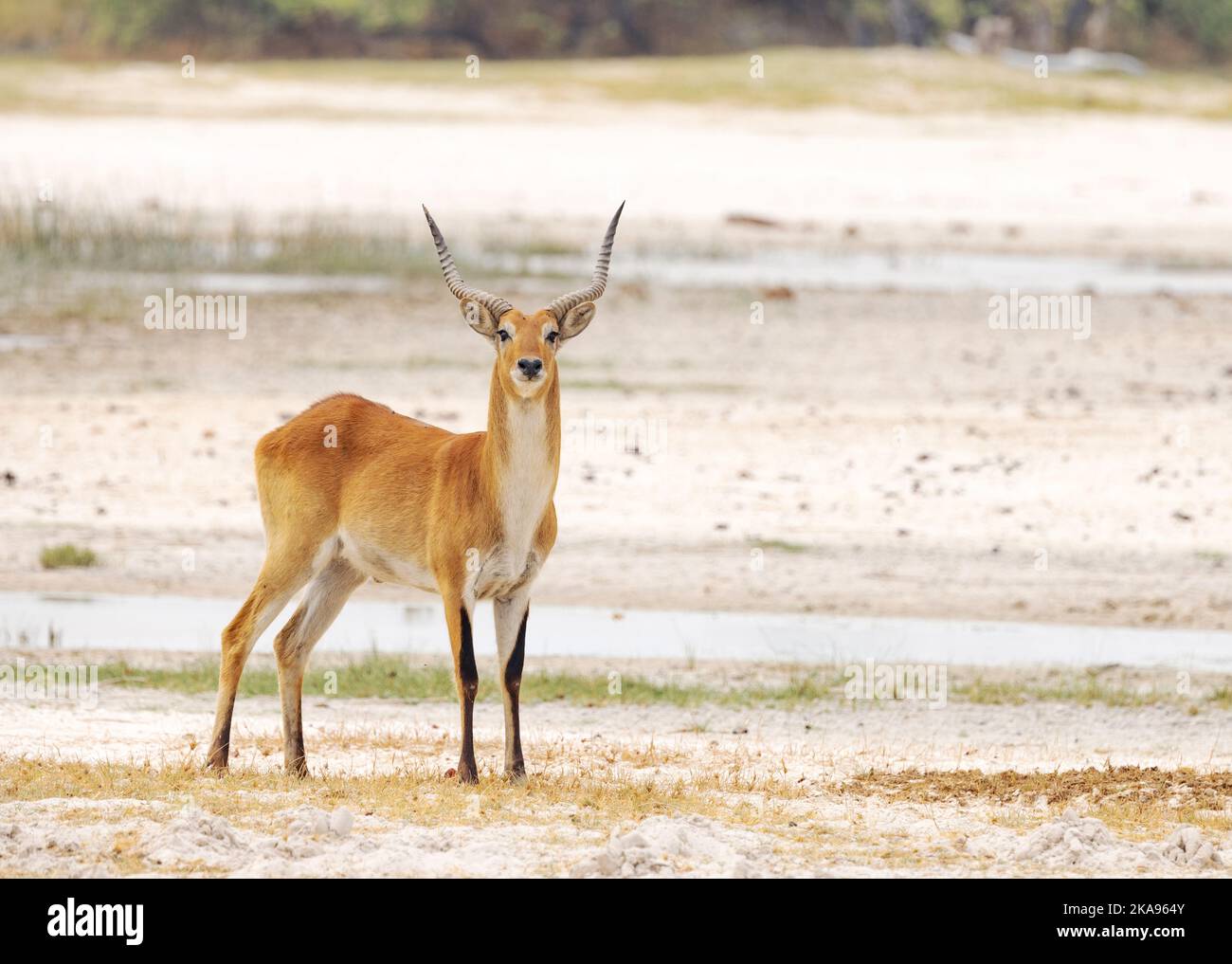Common Red Lechwe, Kobus leche, un antilope mâle adulte, Moremi Game Reserve Botswana Africa. Banque D'Images