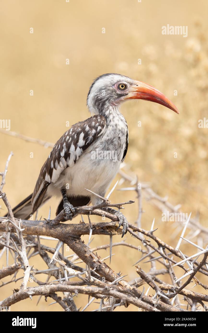 Hornbill à bec rouge du Sud, Tockus rufirostris, réserve de gibier de Moremi, delta d'Okavango, Botswana Afrique. Faune africaine Banque D'Images