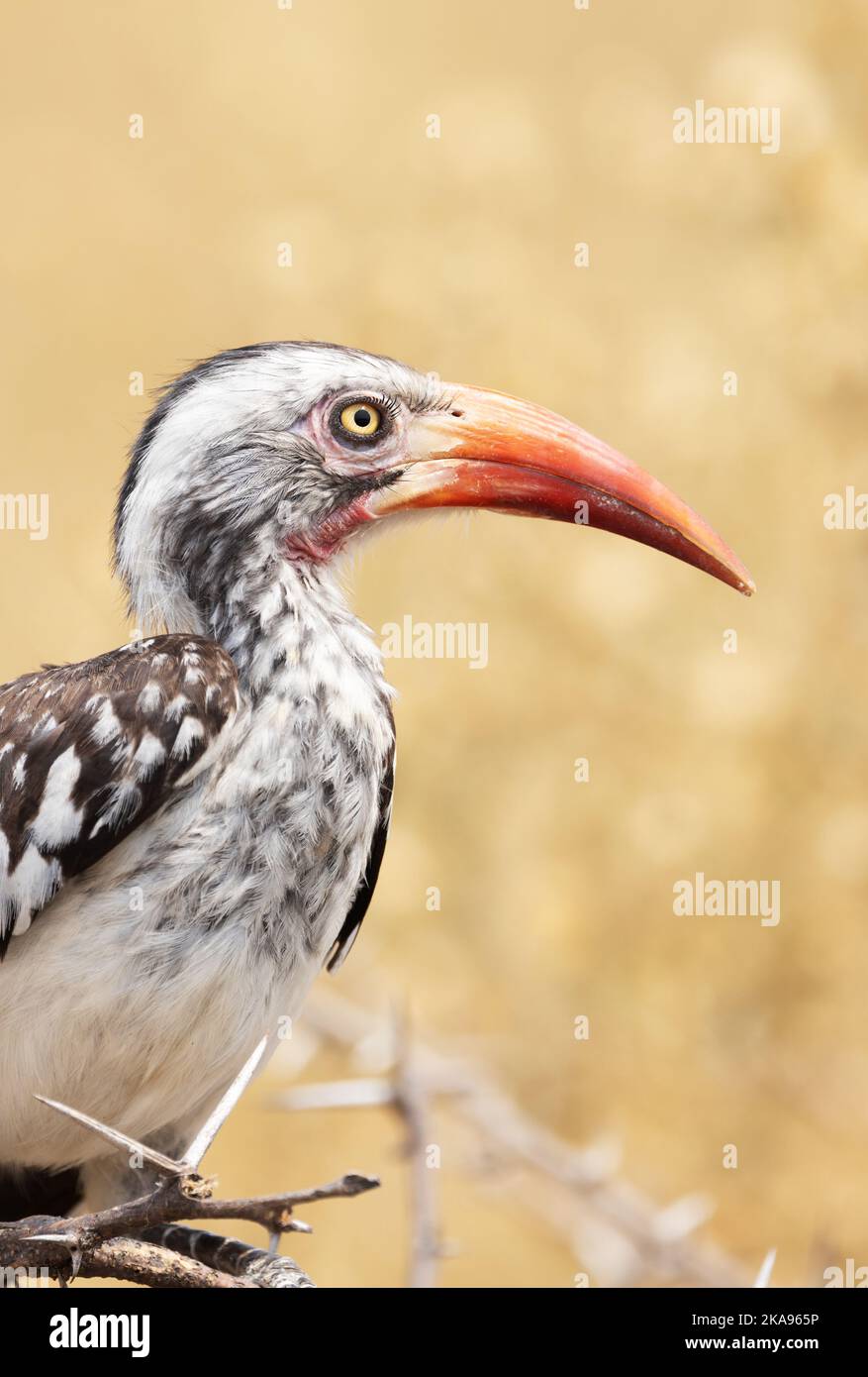 Gros plan de Hornbill à bec rouge du Sud adulte, Tockus rufirostris, réserve de gibier de Moremi, delta d'Okavango, Botswana Afrique. Oiseau africain. Banque D'Images