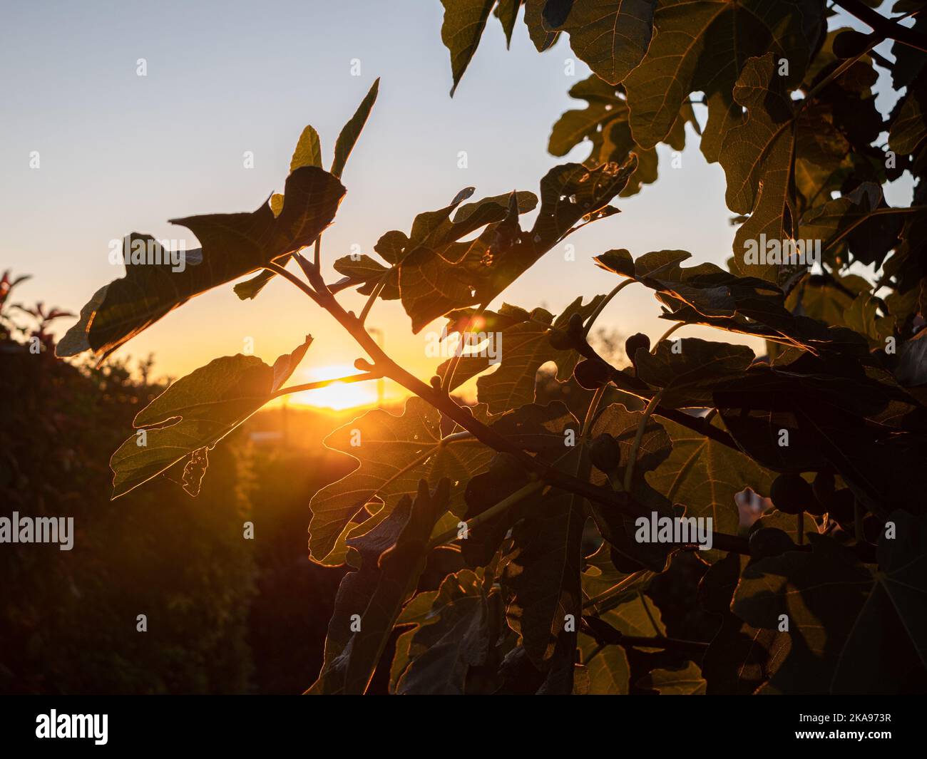 Un beau coucher de soleil derrière les feuilles de figues Banque D'Images