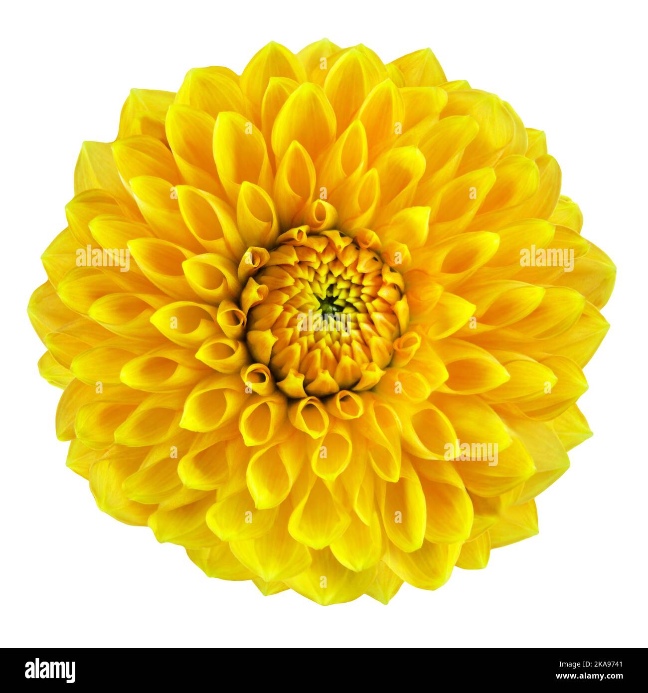 Fleur de Dahlia jaune isolée sur fond blanc Banque D'Images