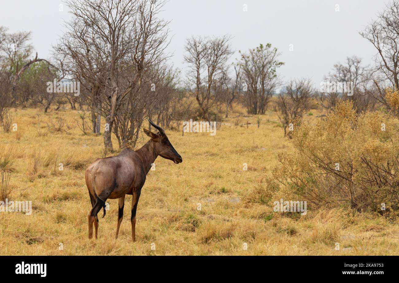 Une Tsessebe adulte, ou Tsessebe commun, antilope, Damaliscus lunatus lunatus ; réserve de gibier Moremi, Okavango Delta, Botswana Afrique. Animal africain. Banque D'Images