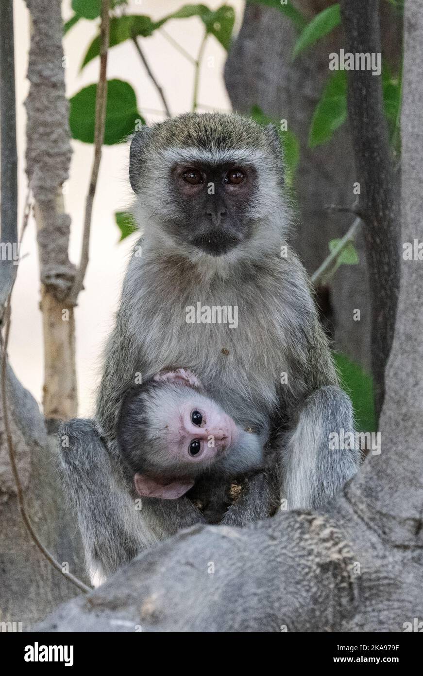 Singe vervet, Chlorocebus pygerythrus, mère berçant un bébé animal dans un arbre, delta d'Okavango, Botswana Afrique. Mère et bébé animal Banque D'Images