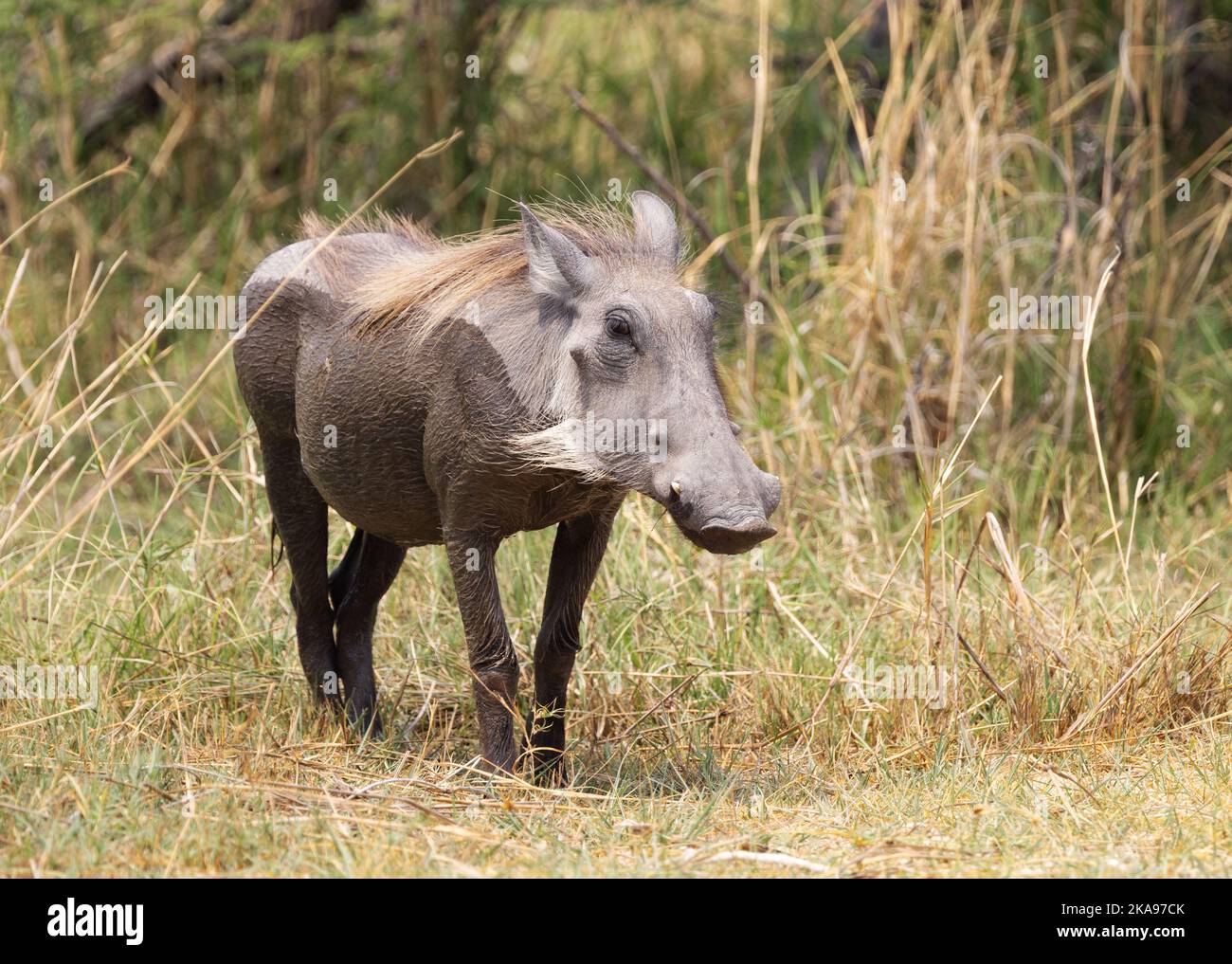 Common Warthog, Phacochoerus africanus, un adulte dans la nature, Moremi Game Reserve, Botswana Afrique; faune africaine Banque D'Images