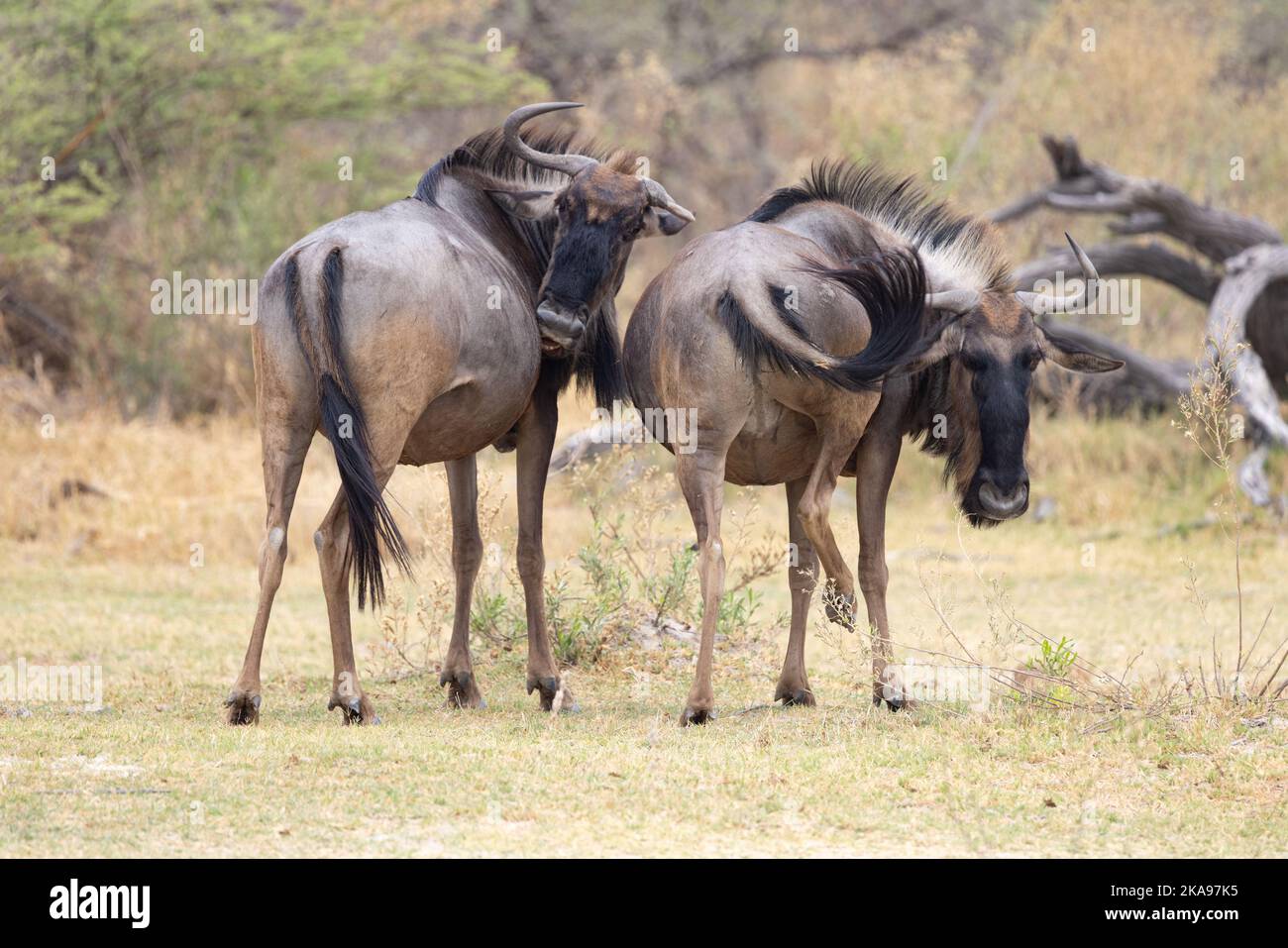 Deux Wildebeest Botswana. Aka GNU; Une paire de Blue wildebeest, Connochaetes taurinus, Okavango Delta, Botswana Afrique. Banque D'Images