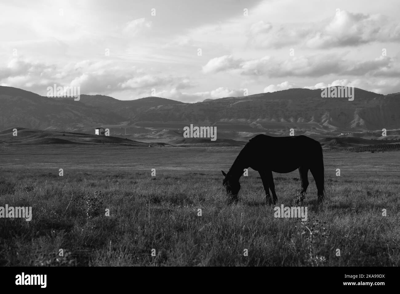 Des chevaux sauvages se broutent sur le terrain. Ciel nuageux et montagnes en arrière-plan. De beaux animaux. Noir et blanc. Banque D'Images
