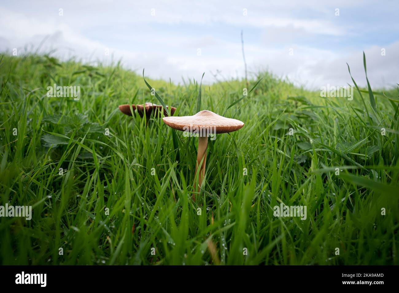 Champignons sauvages poussant dans un champ. Banque D'Images