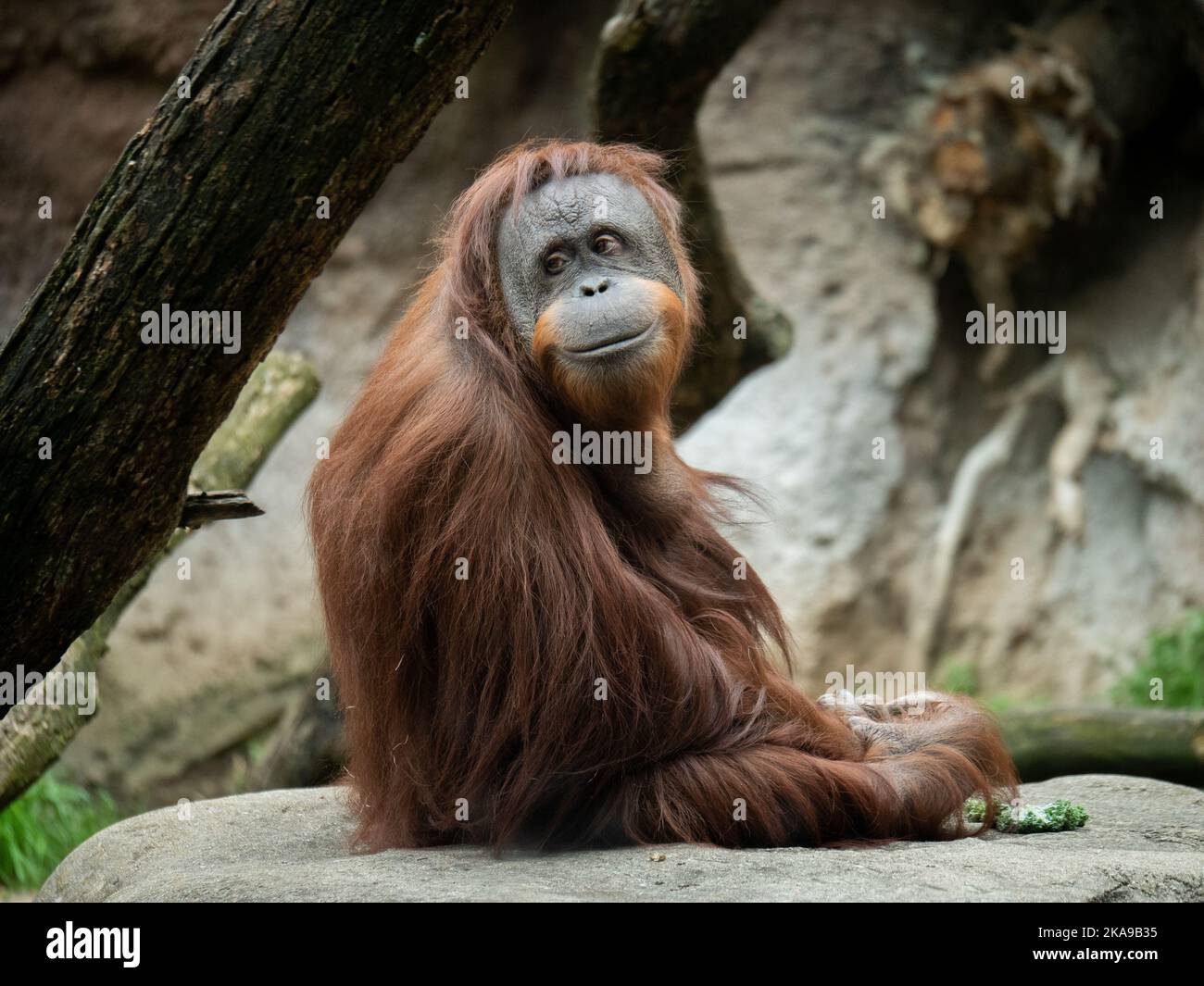 Un gros plan de singe brun assis sur la pierre et regardant côté Banque D'Images